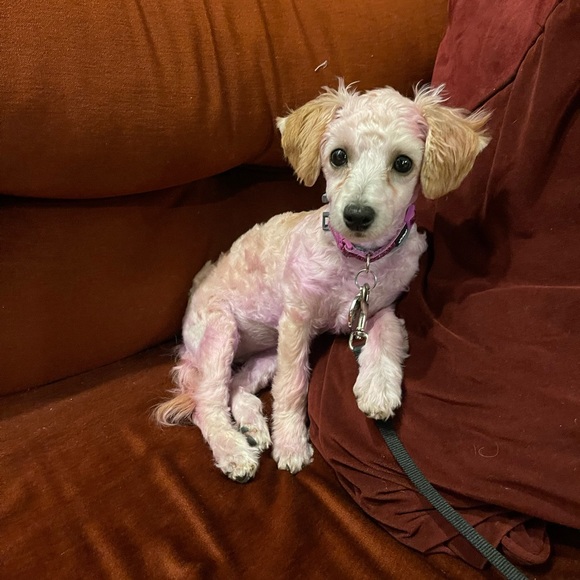 Meet your Posher, Rachel - Picture 1 of 1